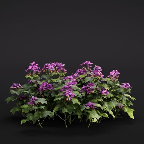 Geranium macrorrhizum 4 AM286 Archmodels