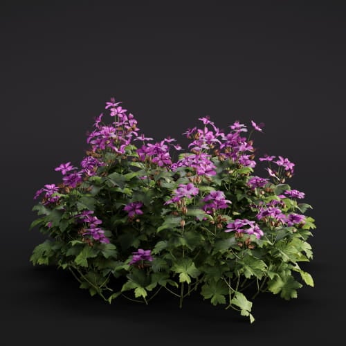 Geranium macrorrhizum 5 AM286 Archmodels