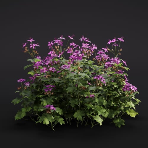 Geranium macrorrhizum 6 AM286 Archmodels