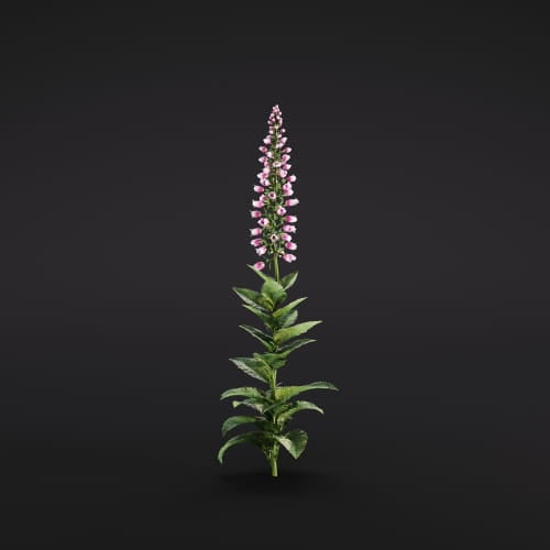 Digitalis 7 AM286 Archmodels