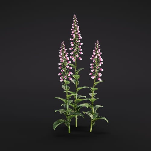 Digitalis 8 AM286 Archmodels