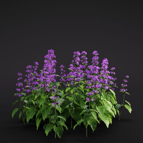 Lunaria bienis 10 AM286 Archmodels