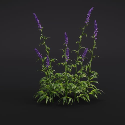 Salvia nemorosa 20 AM286 Archmodels