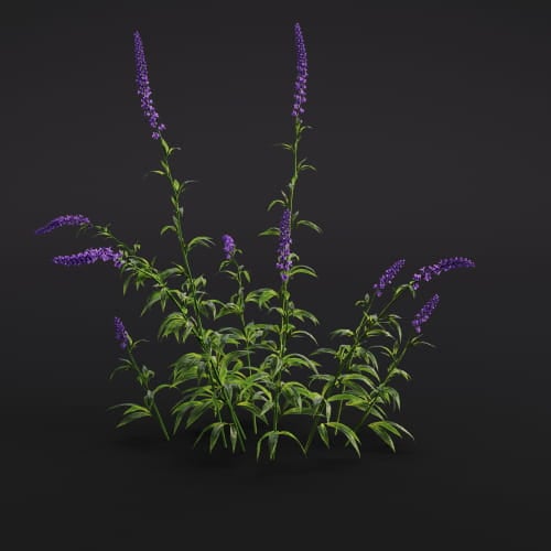 Salvia nemorosa 21 AM286 Archmodels