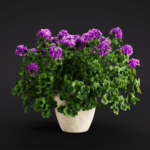 Pelargonium 23 AM286 Archmodels