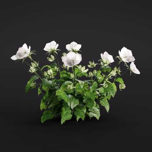 Campanula carpatica 27 AM286 Archmodels