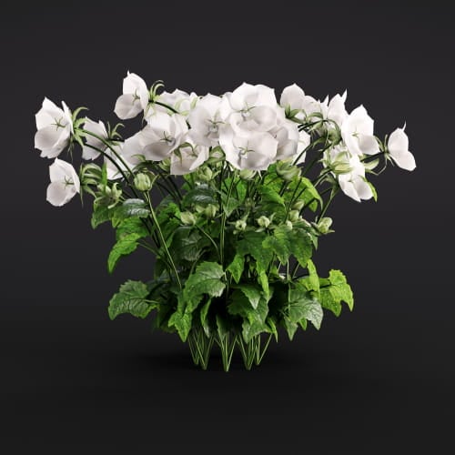 Campanula carpatica 28 AM286 Archmodels
