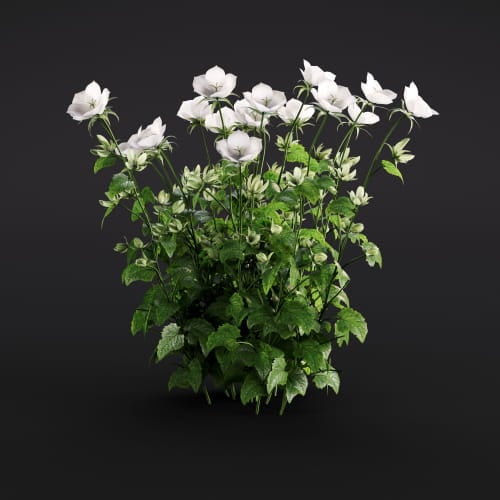 Campanula carpatica 29 AM286 Archmodels
