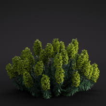 Euphorbia 30 AM286 Archmodels
