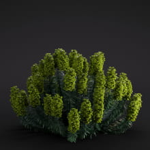Euphorbia 31 AM286 Archmodels