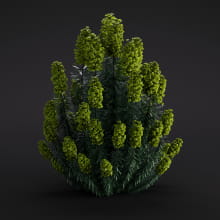 Euphorbia 32 AM286 Archmodels