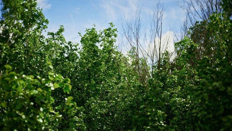 Trees Bundle vol. 2