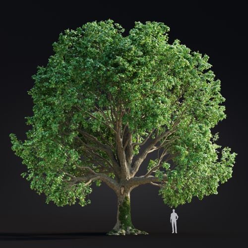 Quercus Robur 1 AM299 Archmodels