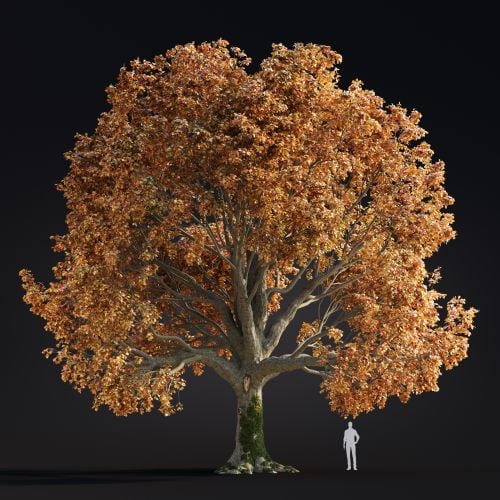 Quercus Robur 2 AM299 Archmodels