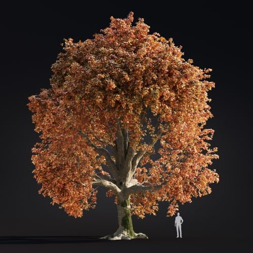 Quercus Robur 4 AM299 Archmodels