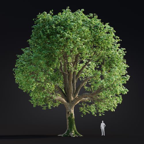 Quercus Robur 5 AM299 Archmodels