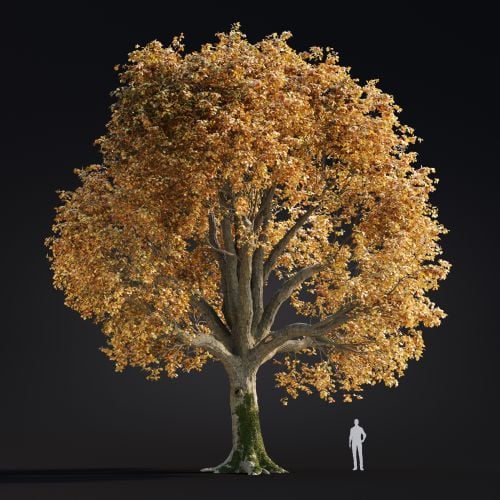 Quercus Robur 6 AM299 Archmodels