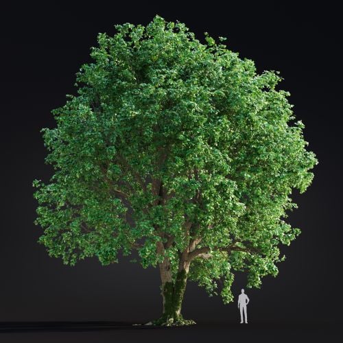 Quercus Robur 7 AM299 Archmodels