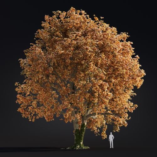 Quercus Robur 8 AM299 Archmodels