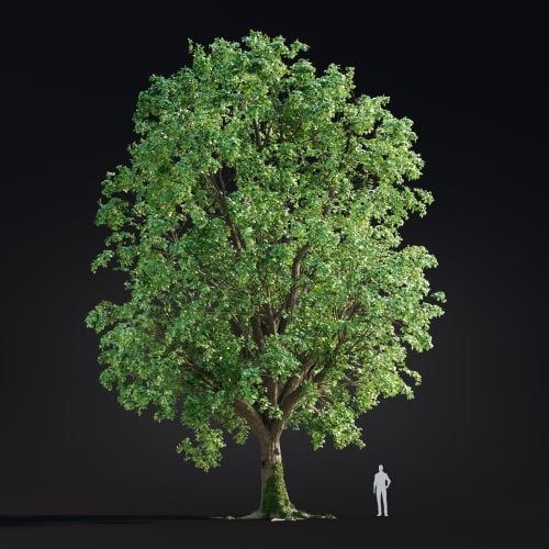 Quercus Robur 9 AM299 Archmodels