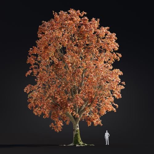 Quercus Robur 10 AM299 Archmodels