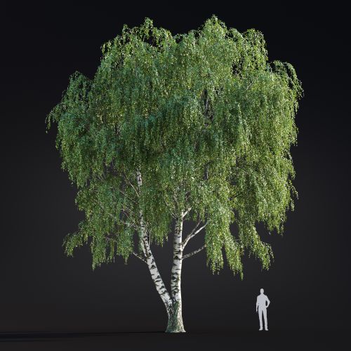 Betula Pendula 11 AM299 Archmodels