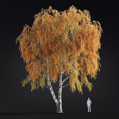 Betula Pendula 12 AM299 Archmodels