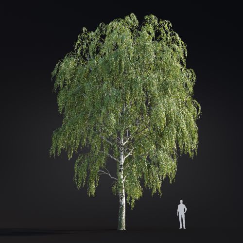 Betula Pendula 13 AM299 Archmodels