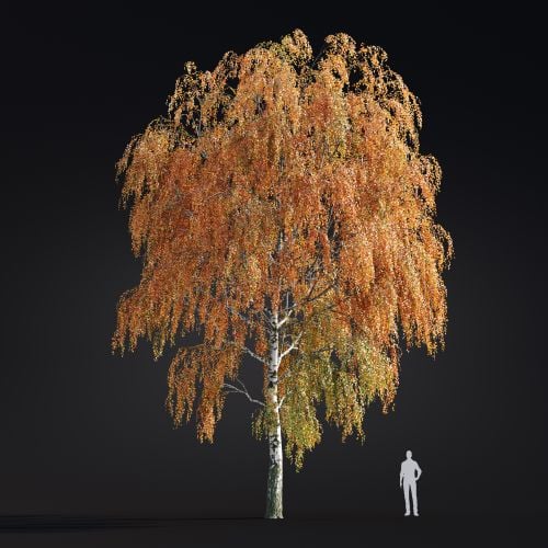 Betula Pendula 14 AM299 Archmodels