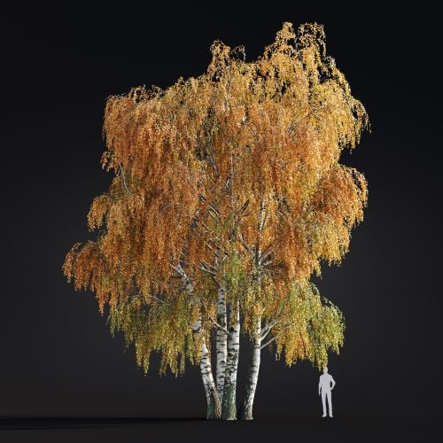 Betula Pendula 16 AM299 Archmodels