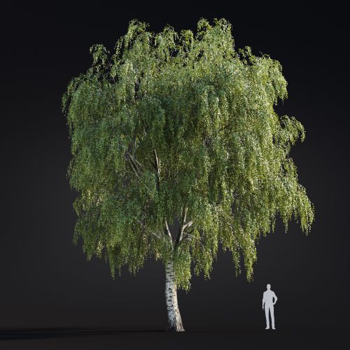 Betula Pendula 17 AM299 Archmodels