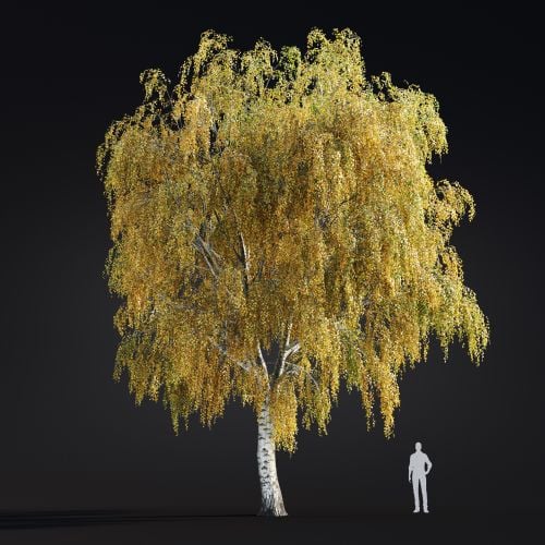 Betula Pendula 18 AM299 Archmodels