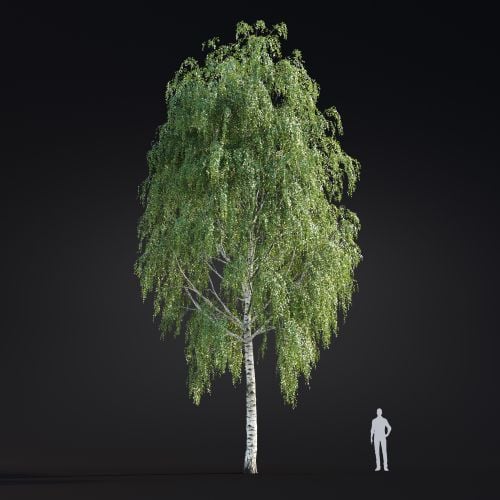 Betula Pendula 19 AM299 Archmodels