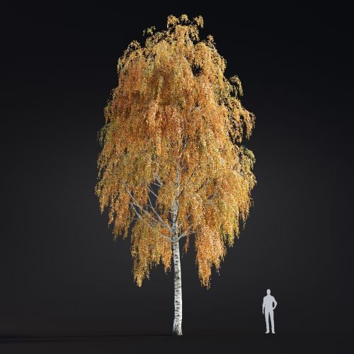 Betula Pendula 20 AM299 Archmodels