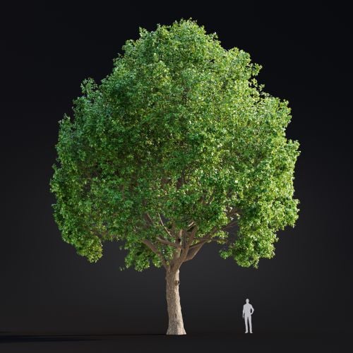 Acer 21 AM299 Archmodels
