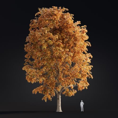 Acer 24 AM299 Archmodels