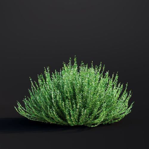 Lonicera Nitida 001 AM307 Archmodels