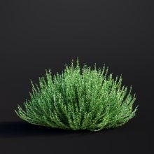 Lonicera Nitida 001 AM307 Archmodels