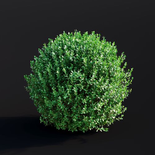 Lonicera Nitida 002 AM307 Archmodels