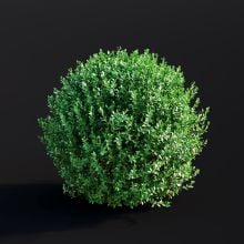 Lonicera Nitida 002 AM307 Archmodels