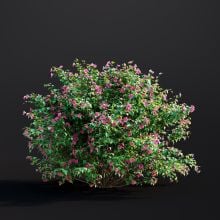 Hibiscus Syriacus 004 AM307 Archmodels