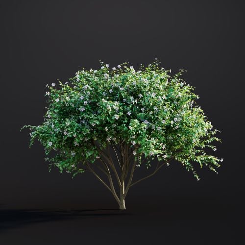 Hibiscus Syriacus 005 AM307 Archmodels