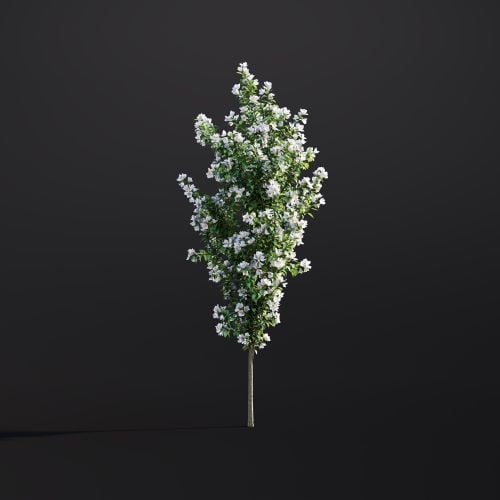 Philadelphus Coronarius 007 AM307 Archmodels