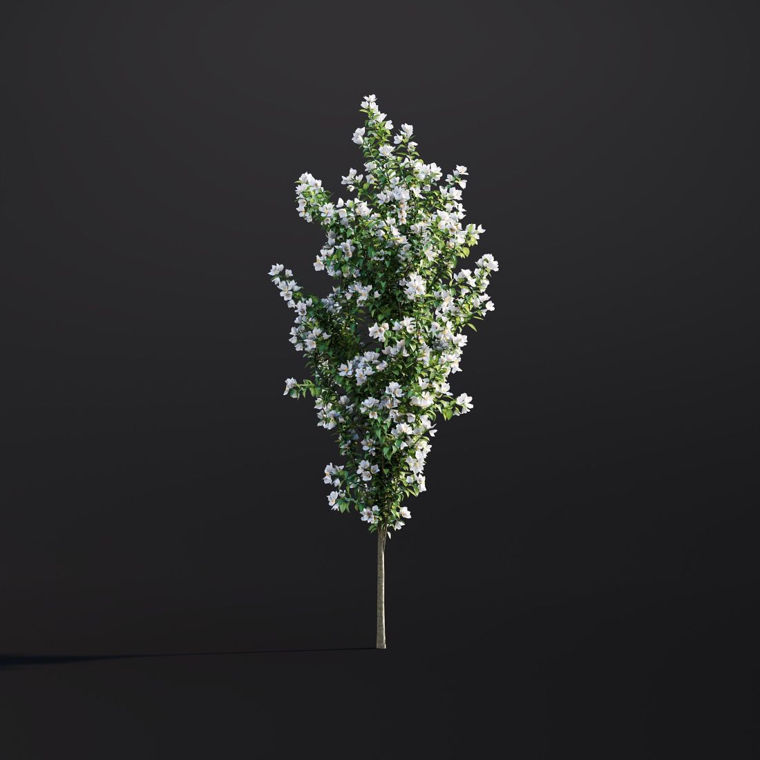 AM307_007_Philadelphus_Coronarius