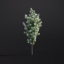 Philadelphus Coronarius 007 AM307 Archmodels