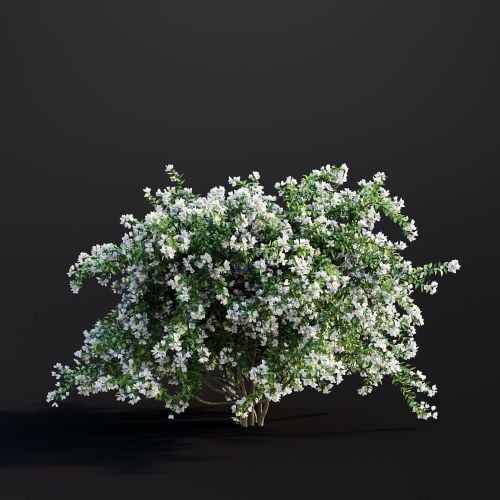 Philadelphus Coronarius 008 AM307 Archmodels