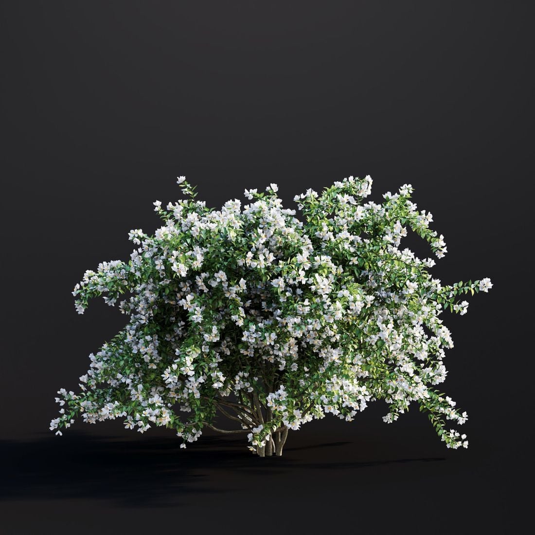 AM307_008_Philadelphus_Coronarius