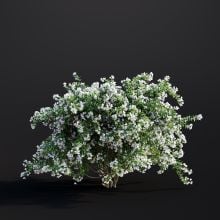 Philadelphus Coronarius 008 AM307 Archmodels