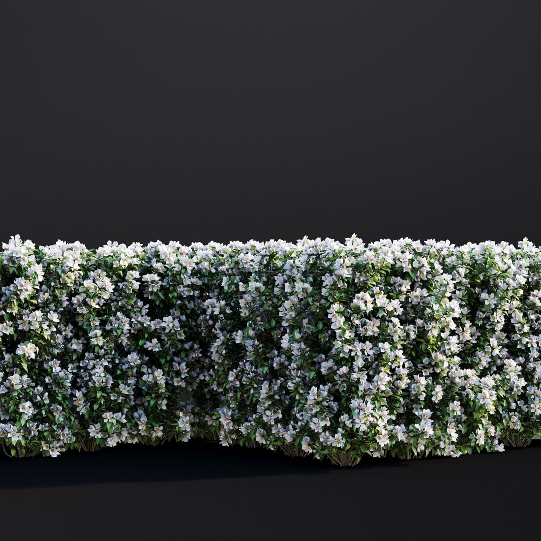 AM307_009_Philadelphus_Coronarius_01