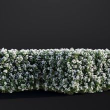 AM307_009_Philadelphus_Coronarius_01